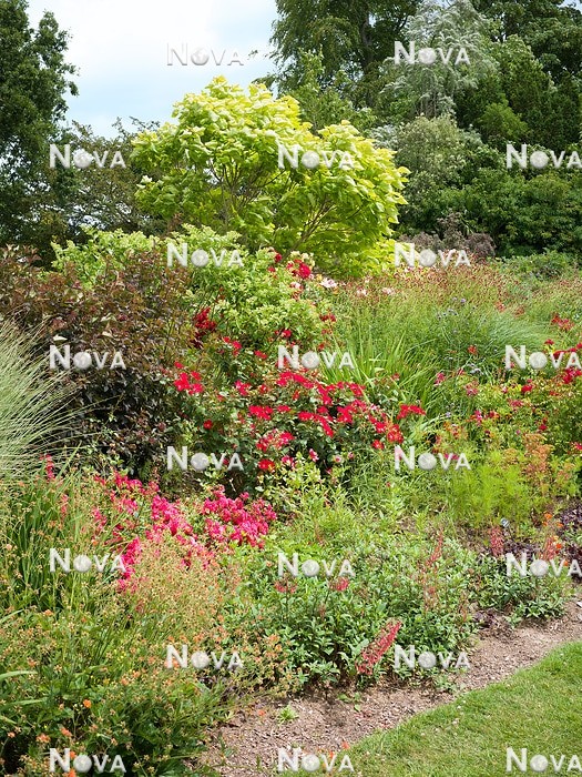 N1007778 Plant border with perennials, grasses, roses and ornamental shrubs