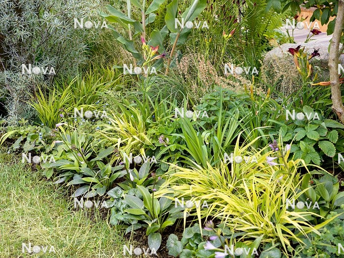 N0936477 Garden design with ornamental grasses