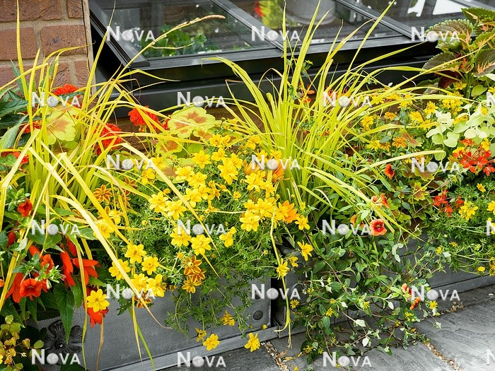 N1530730 Annual mix in yellow, red and orange color tones