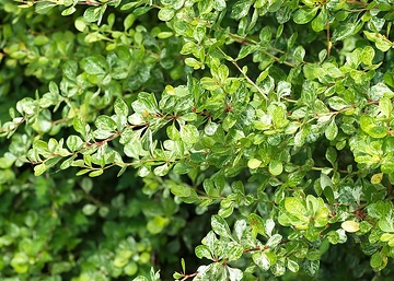 Berberis thunbergii, varigated leaves