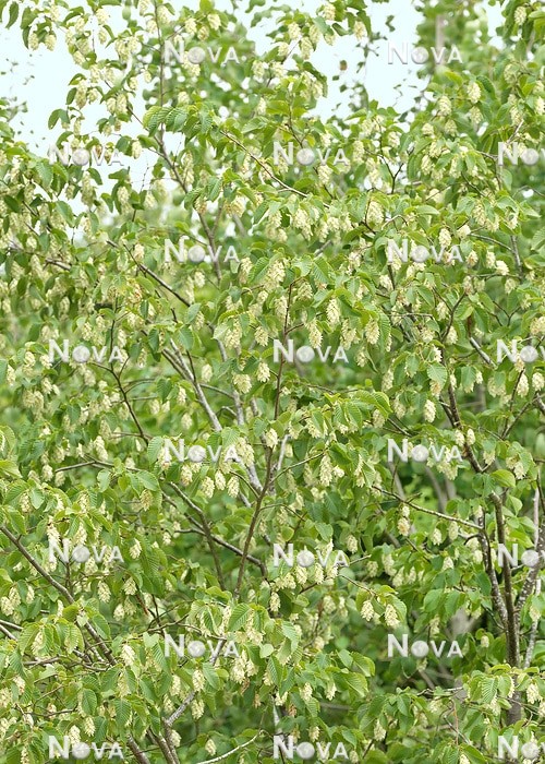 N0120190 Ostrya carpinifolia