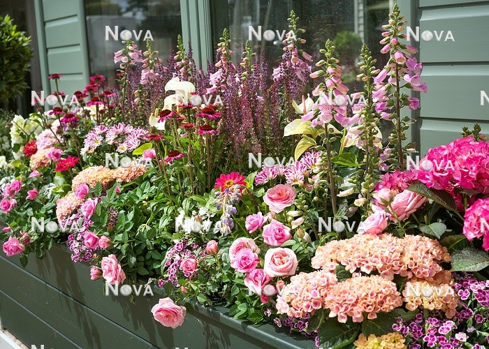 N1007828 Plant border in pink color tones in plant container