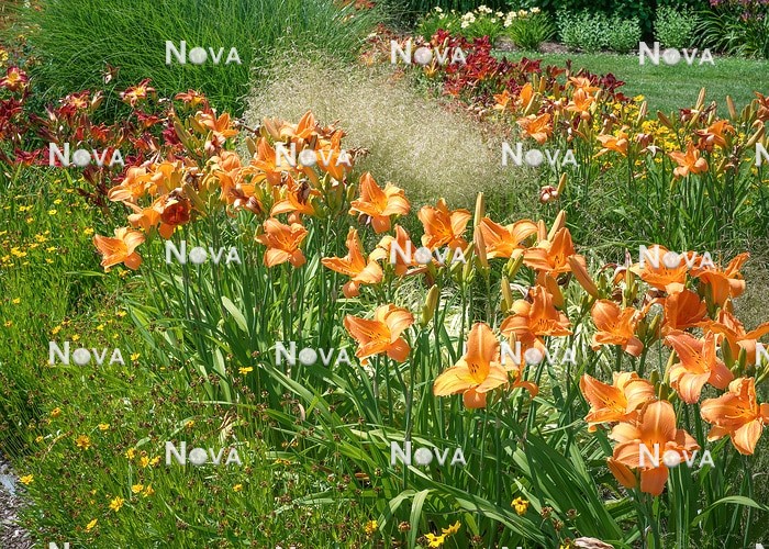 N1007936 Planting with Hemerocallis fulva, Deschampsia cespitosa and Coreopsis lanceolata