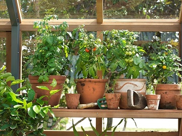 Gartenwerkzeug, Glashaus, Jungpflanze, Solanum lycopersicum