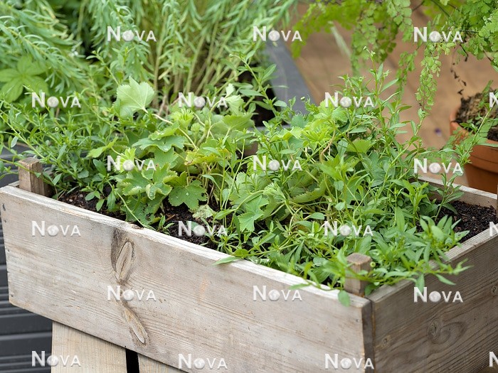 N0936683 Perennial mix in wooden crate