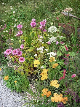 Achillea millefolium, Ammi majus, Deschampsia cespitosa, Foeniculum vulgare, Monarda didyma, Nepeta (Genus), Salvia (Genus)