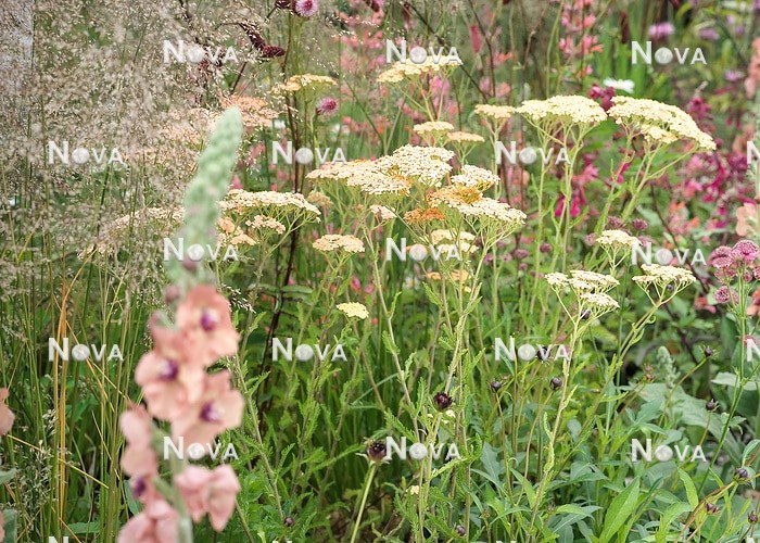 N0936435 Perennial border in pink and yellow color tones