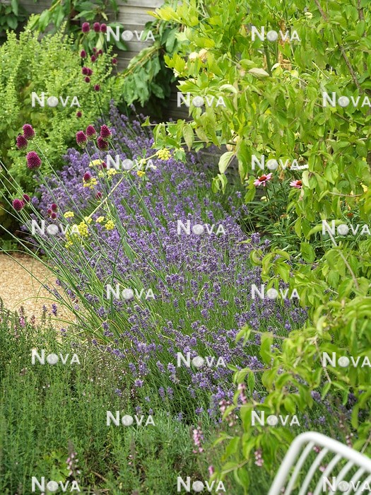 N1008004 Bepflanzung mit Allium sphaerocephalon, Lavandula angustifolia