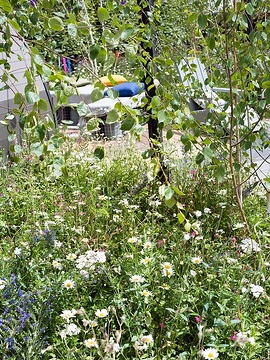 Achillea millefolium, Betula pendula, Blick auf die Terrasse, Echium (Genus), Leucanthemum x superbum, Liegestuhl, Perennial garden, Red Campion, terrace, Terrassengarten