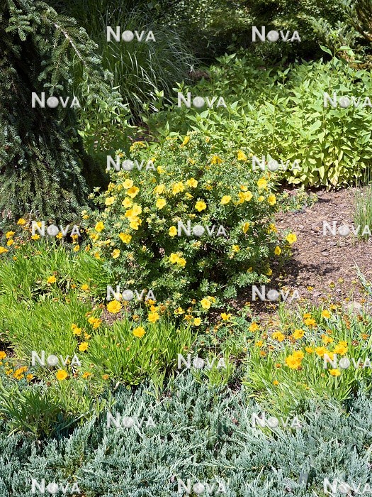 N0936806 Garden scene with Potentilla and Coreopsis