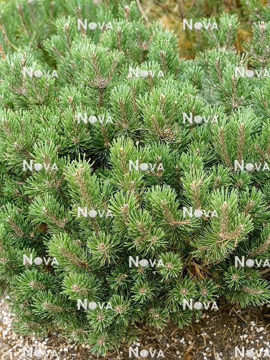 N0503551 Pinus Mops