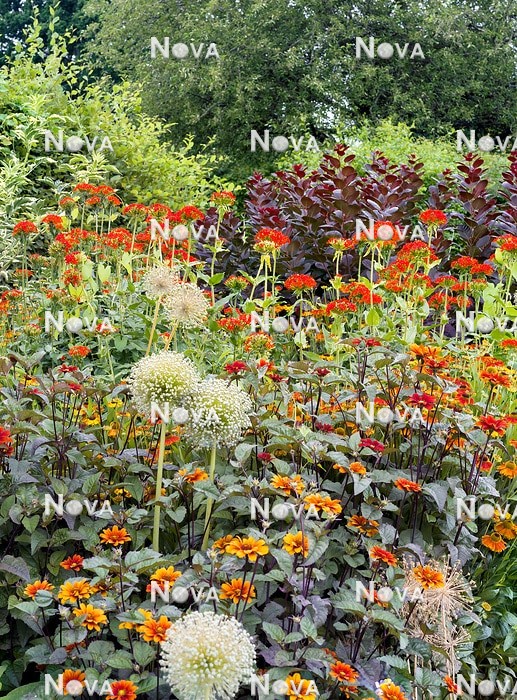 N0937445 Perennial border in red and orange color tones