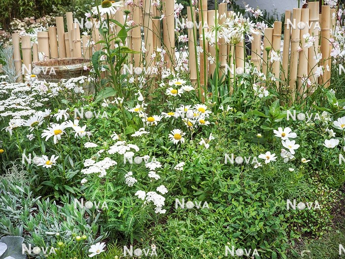 N1007907 Gartengestaltung in weißen Farbtönen