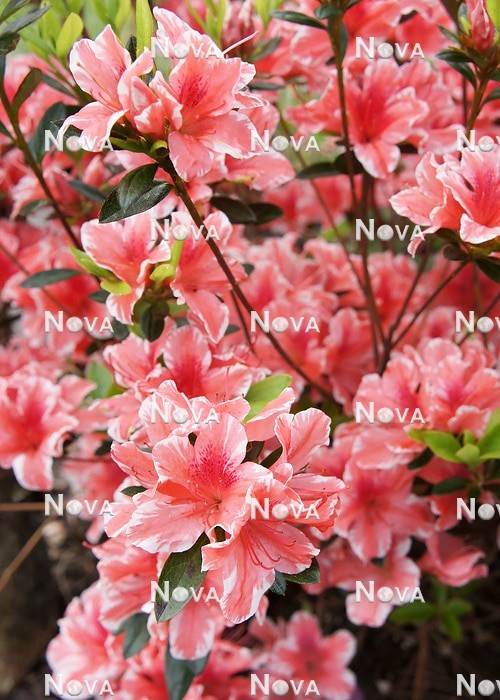 N1928824 Rhododendron carolinianum
