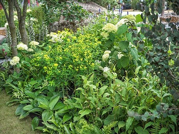 Agastache (Genus), Cercidiphyllum japonicum, Euphorbia (Genus), Hosta (Genus), Hydrangea arborescens, Polygonum (Genus)