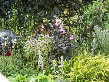 Astrantia major, Dahlia mignon, Gaura lindheimeri, Japanese Forest Grass, lady's mantle, Stachys byzantina