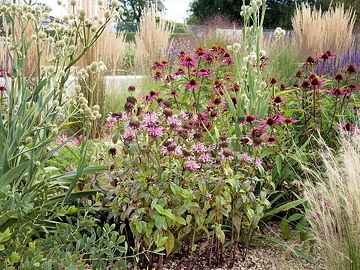 Drought tolerant garden, Echinacea purpurea, Eryngium yuccifolium, Monarda didyma, Stipa tenuissima