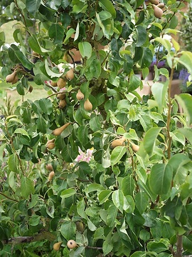 pear tree, Trellies
