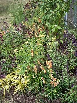 Achillea millefolium, Digitalis (Genus), Fennel, Japanese Forest Grass, Penstemon barbatus, sage (Genus), Stipa tenuissima