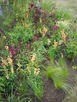 Achillea millefolium, Cercis canadensis, Digitalis (Genus), Fennel, Japanese Forest Grass, Penstemon barbatus, sage (Genus), Stipa tenuissima