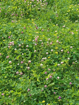 Lotus corniculatus, Trifolium pratense