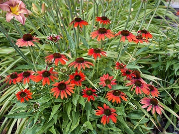 Echinacea (Genus)