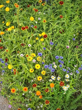 Bachelor's Button, Calendula officinalis, Chamomila, Eschscholzia californica, flax (Genus), Flower meadow, Zinnia elegans